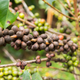 Illustration for article titled More than half of world’s coffee species at risk of extinctionem/em